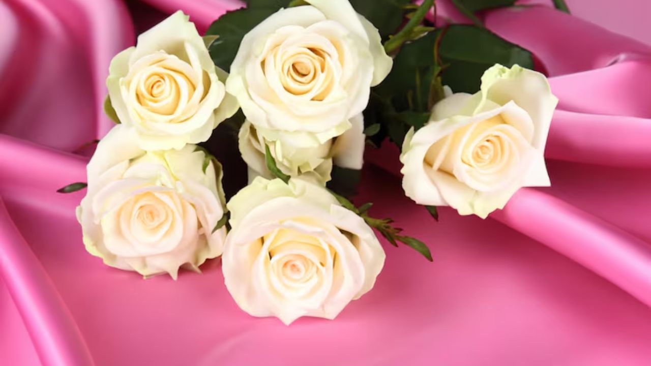 सफेद गुलाब: पवित्रता और शांति सफेद गुलाब सादगी, शुद्धता और शांति को दर्शाता है। अगर आपका किसी से झगड़ा हुआ है और आप माफी मांग कर पुरानी बातें भूलना चाहते हैं, तो सफेद गुलाब देना सबसे अच्छा विकल्प है। यह सम्मान व्यक्त करने के लिए भी दिया जाता है।