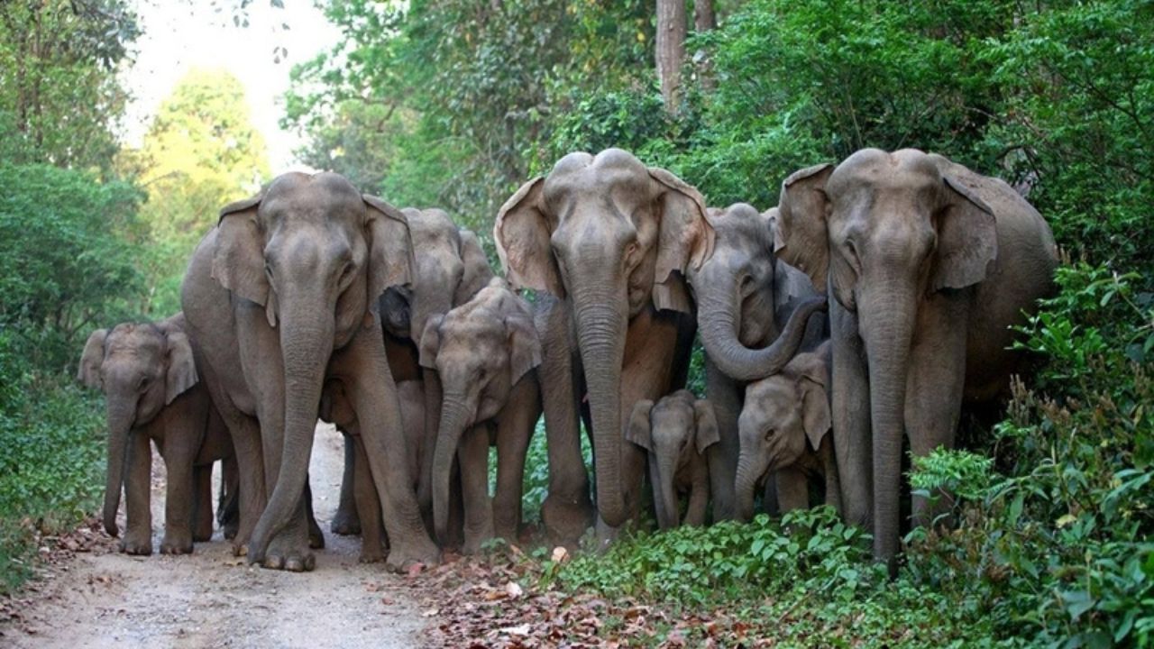 गड़चिरोली में हाथियों का तांडव: 8 गांवों के खेतों को किया तबाह, कांग्रेस ने वन विभाग को दी आंदोलन की चेतावनी