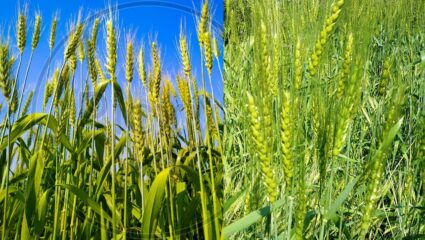 अतिवृष्टि बनी वरदान, रबी बुवाई ने तोड़ा रिकॉर्ड; जलस्रोत भरे, रबी किसानों के चेहरे खिले